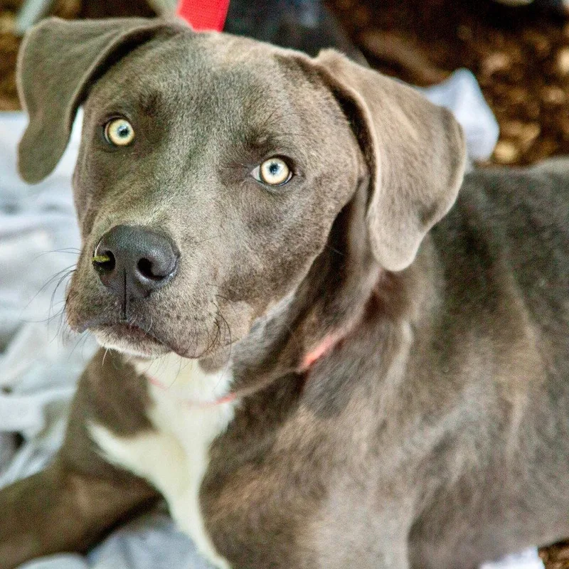 A young large-sized male Terrier dog named Chevy for adoption in Bloomfield, CT