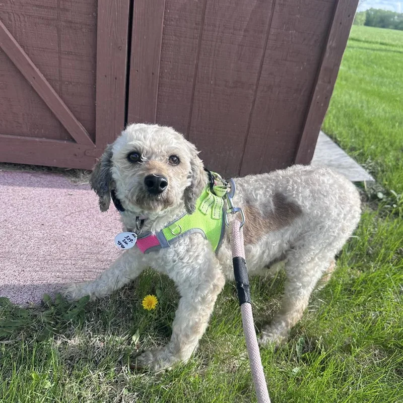 Dolly