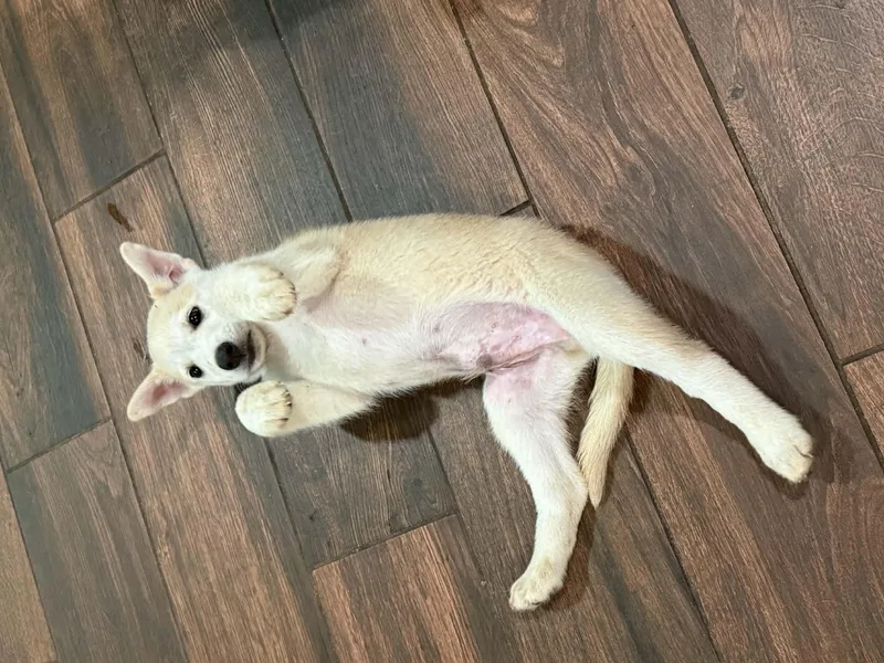A baby medium-sized male Labrador Retriever dog named Brutus Mccuddle Bug for adoption in Houston, TX