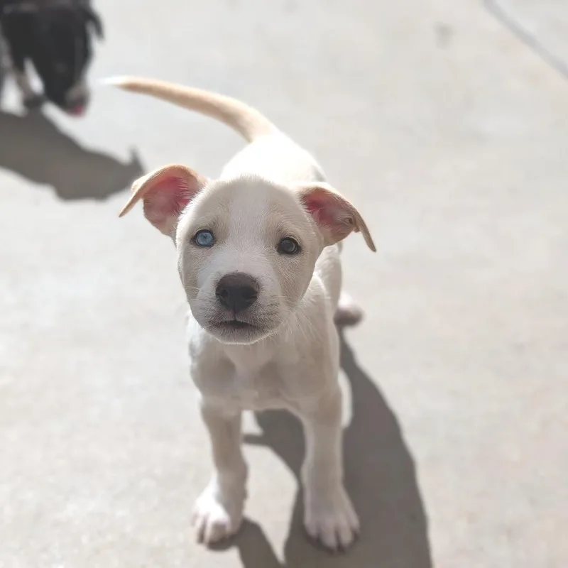 A baby medium-sized male Labrador Retriever dog named Sal for adoption in Fenton, MI