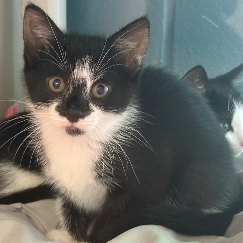 A baby small-sized female Black Domestic Short Hair cat named Wendy for adoption in East Hanover, NJ