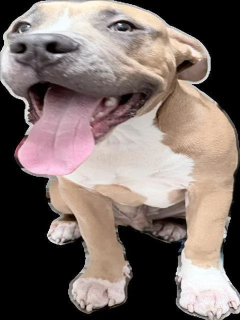 A young large-sized male Pit Bull Terrier dog named Max for adoption in Los Angeles, CA