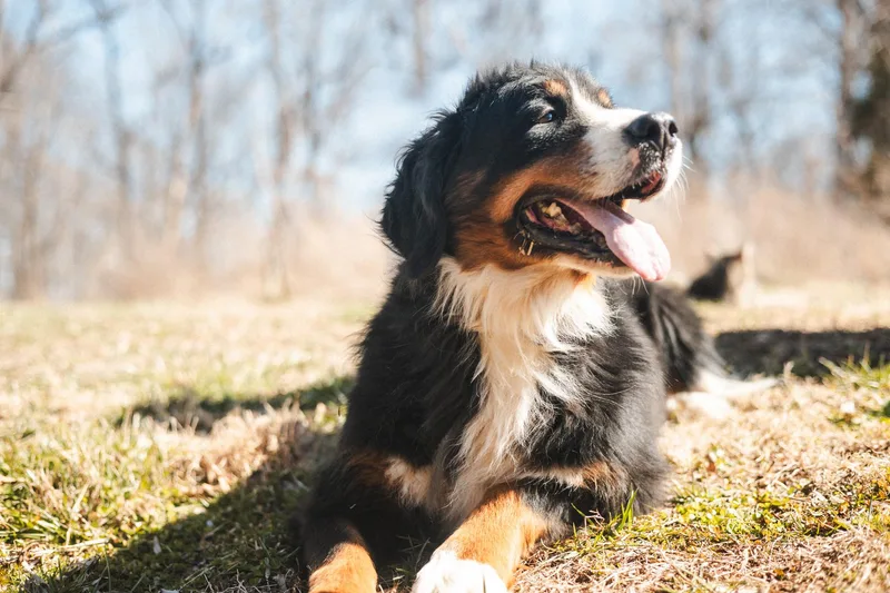 Charley  Transport thumbnail 2