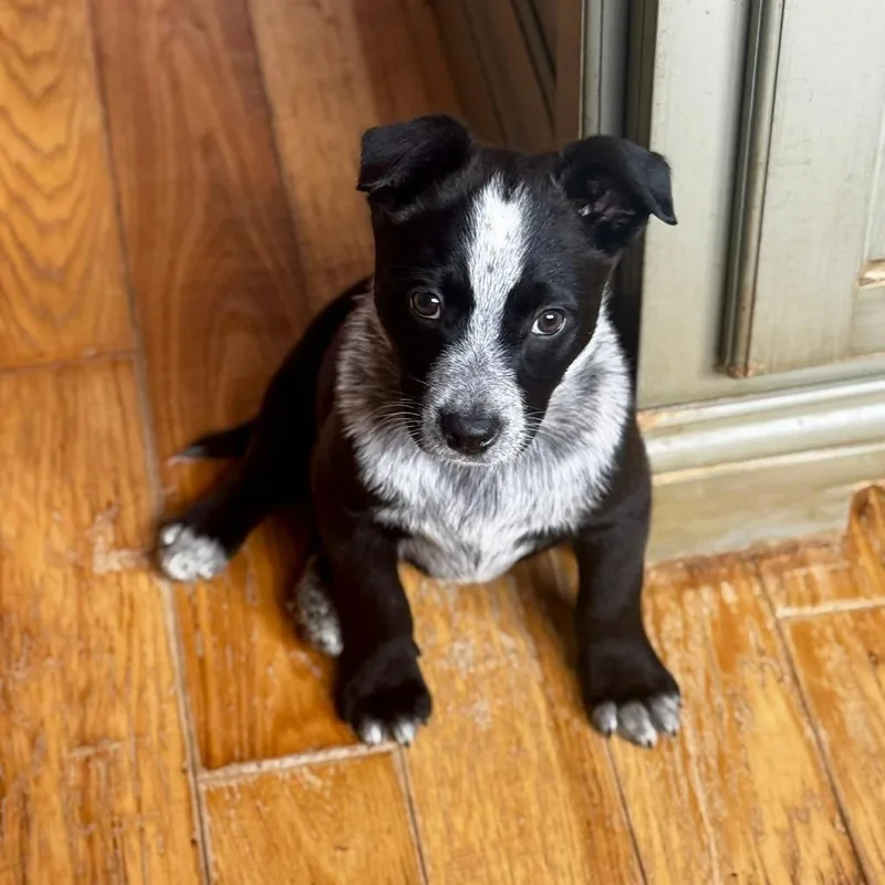 A young medium-sized male Black Australian Cattle Dog / Blue Heeler dog named Ridge for adoption in Huntsville, AL