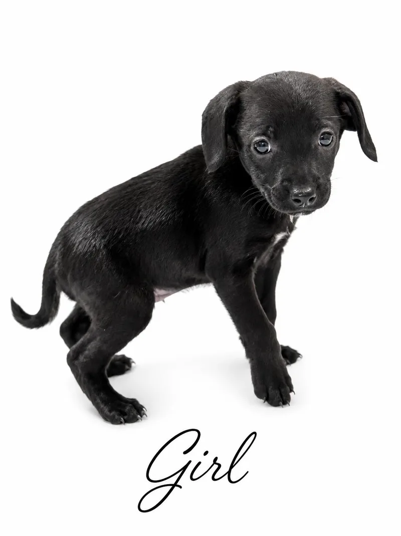 A baby small-sized female Mixed Breed dog named Dory for adoption in SYLVANIA, GA