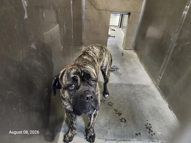 A young large-sized male Mastiff dog named Enzo for adoption in Santa Cruz, CA