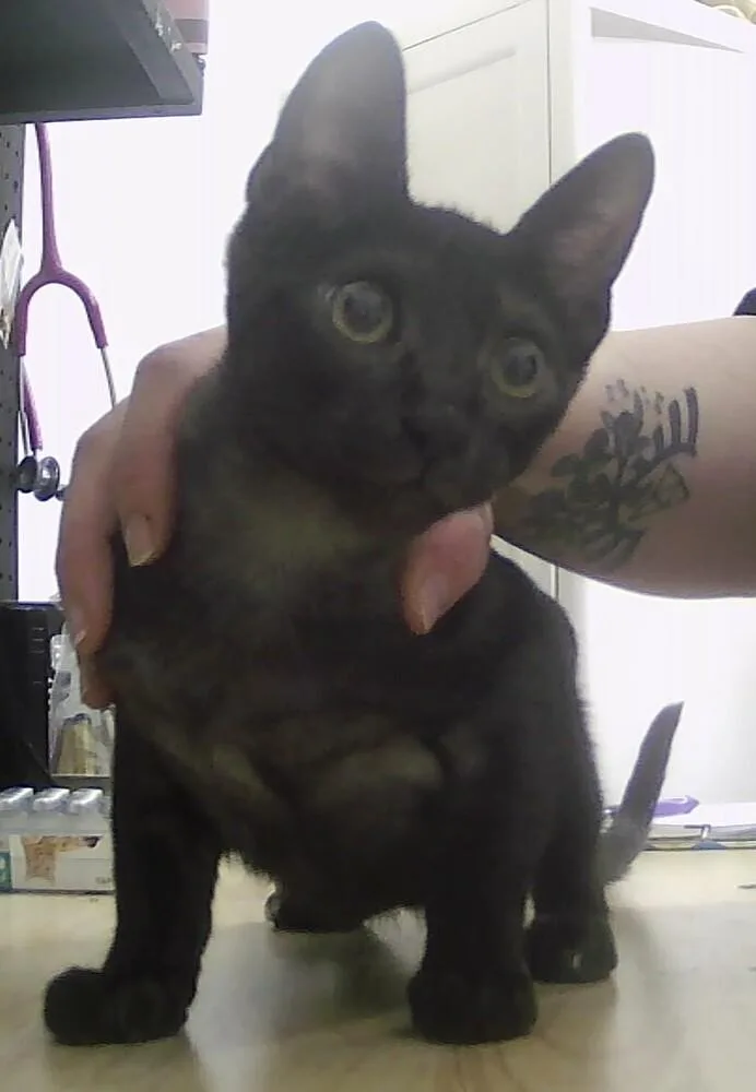 A baby small-sized male Gray / Blue / Silver Domestic Short Hair cat named Mesquite for adoption in Anoka, MN