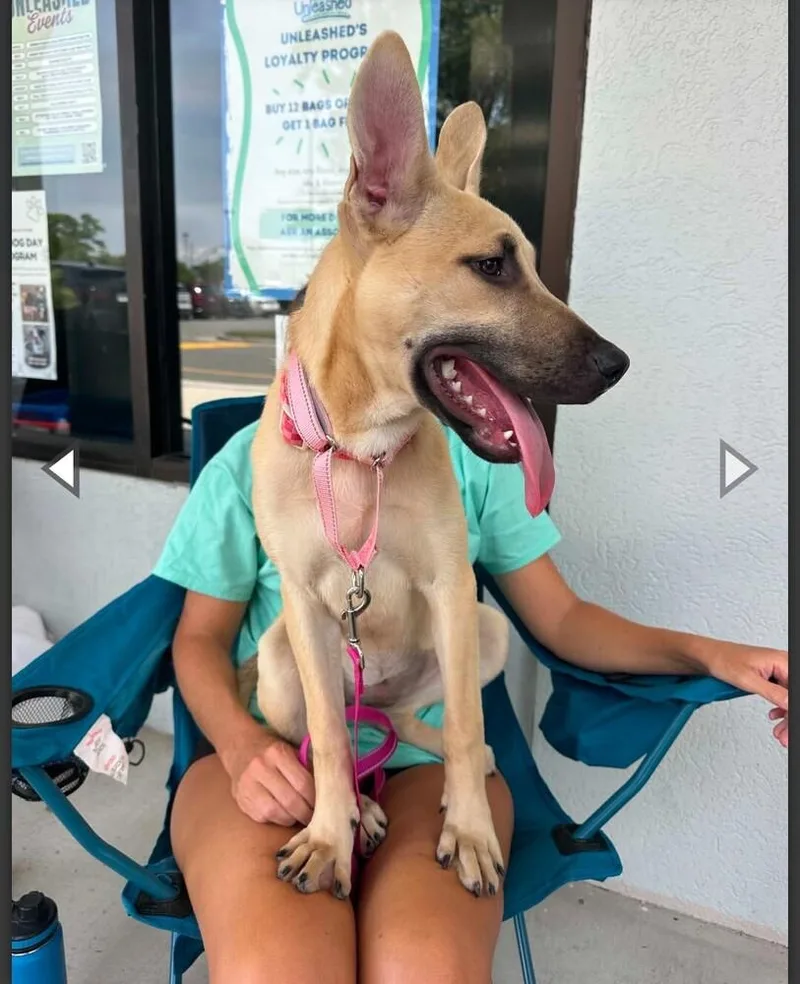A young large-sized female Brown / Chocolate German Shepherd Dog dog named Lulu for adoption in Thompson, PA