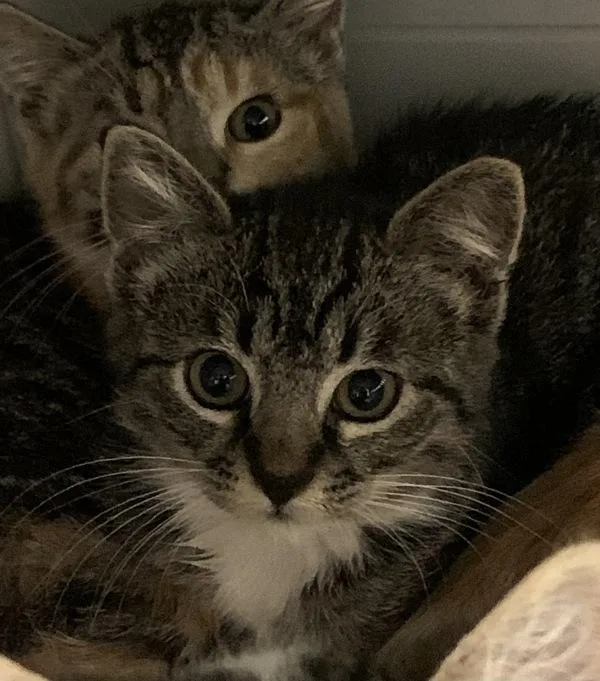 A baby medium-sized male Domestic Short Hair cat named Finn for adoption in Santa Rosa, CA