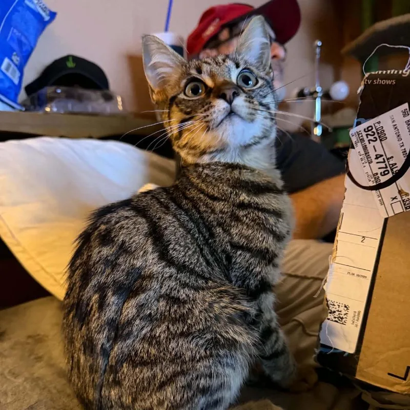 A baby small-sized male Brown / Chocolate Domestic Short Hair cat named Lemongrass for adoption in SAN ANTONIO, TX