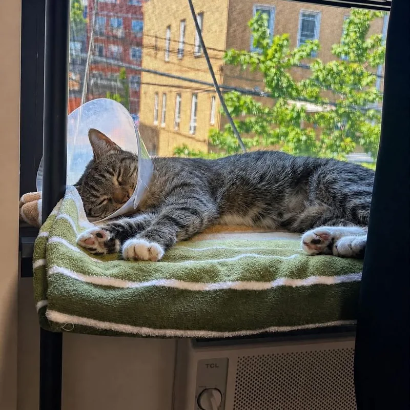 A young small-sized female Brown / Chocolate Domestic Short Hair cat named Charlotte for adoption in Long Island City, NY
