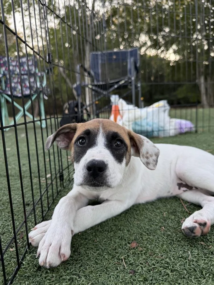 Sarafina thumbnail 2