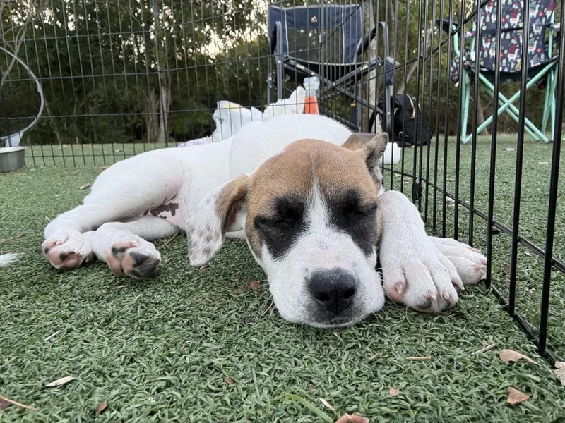 Sarafina thumbnail 4