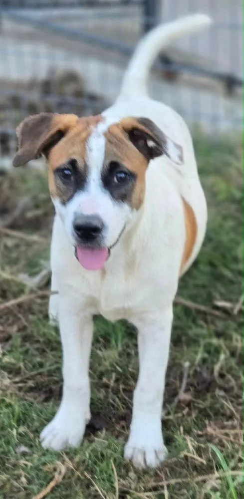 Sarafina thumbnail 5