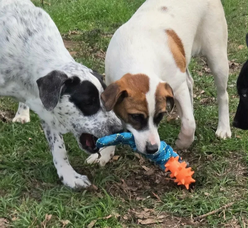 Sarafina thumbnail 6