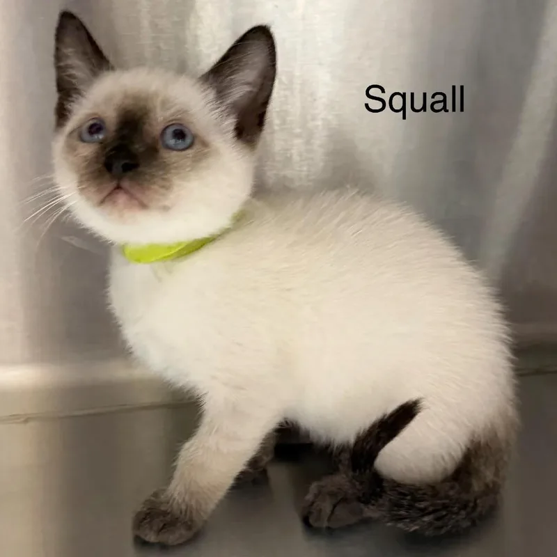 A baby small-sized male Domestic Short Hair cat named Squall for adoption in Kingman, KS