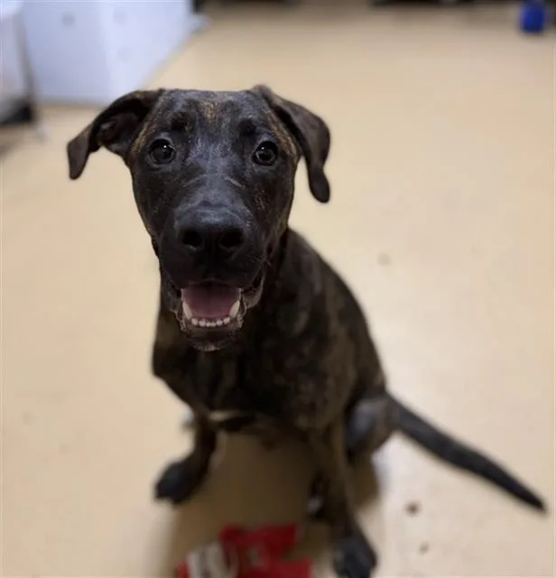 A young small-sized male Dutch Shepherd dog named Smalls for adoption in Chula Vista, CA
