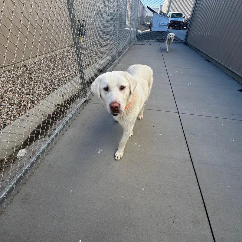 An adult large-sized male White / Cream Great Pyrenees dog named Waffle for adoption in Bismarck, ND