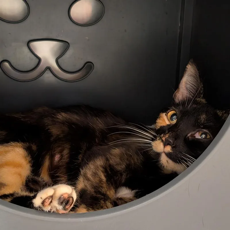 An adult medium-sized female Calico Domestic Short Hair cat named Alice for adoption in Titusville, FL