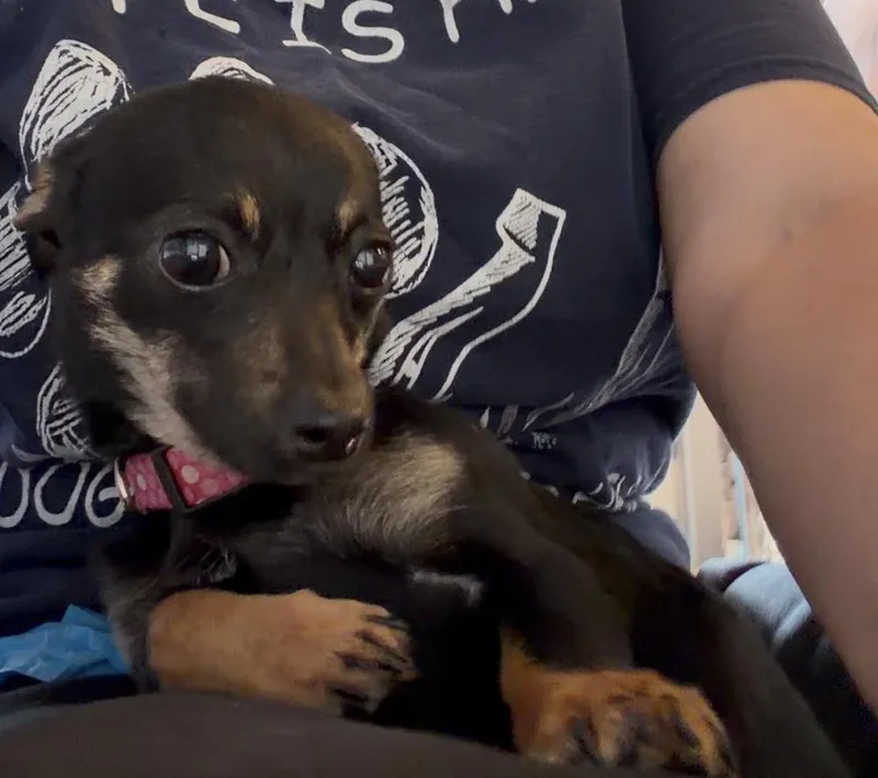 Lola Belle