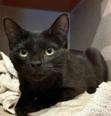 An adult small-sized female Domestic Short Hair cat named Sloan for adoption in Washington, DC