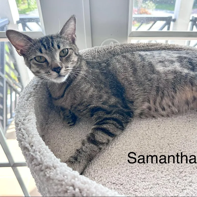 An adult large-sized female Brown / Chocolate Domestic Short Hair cat named FLBPSamantha for adoption in Hamburg, NY