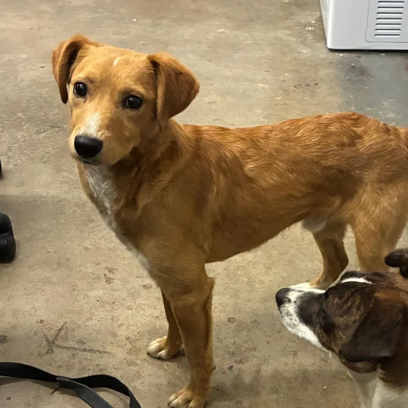 Mcchicken thumbnail 2