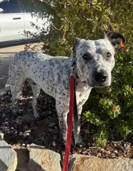 A young medium-sized male Pit Bull Terrier dog named Wally B for adoption in Los Angeles, CA