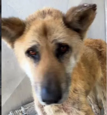 A senior large-sized male Tricolor (Brown, Black, & White) German Shepherd Dog dog named Ollie for adoption in Frazier Park, CA