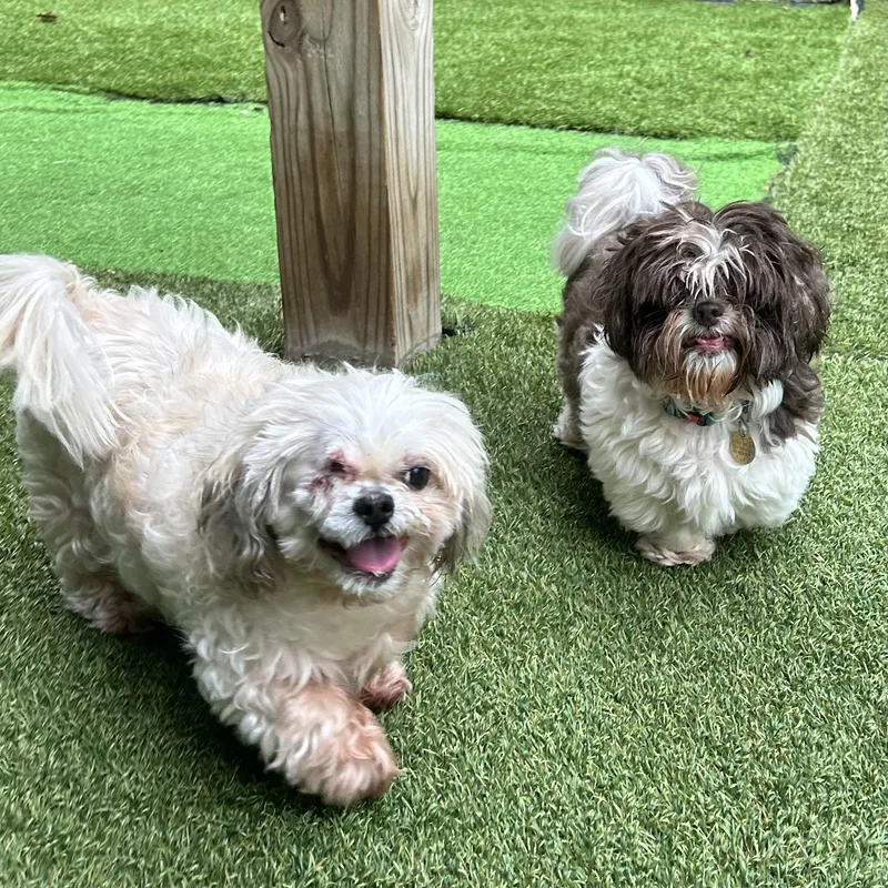 A senior small-sized male Shih Tzu dog named Jade and Gizmo for adoption in Huntington, NY