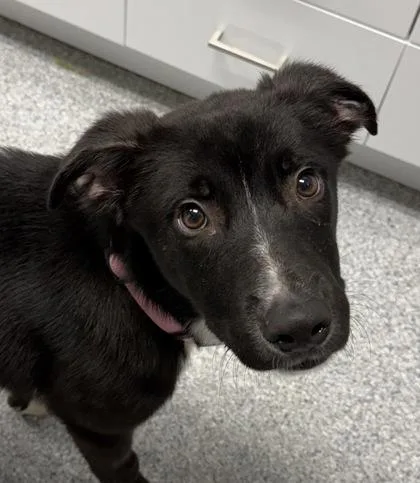 A baby medium-sized male Black Labrador Retriever dog named Brad for adoption in Tinley Park, IL