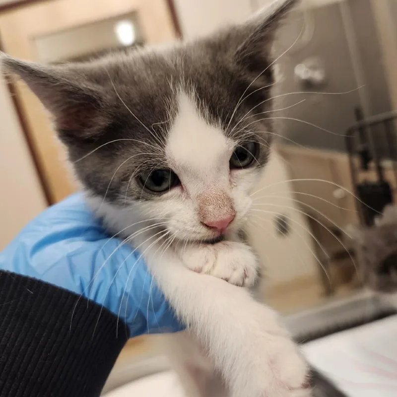 A baby small-sized female Gray / Blue / Silver Domestic Short Hair cat named Rainbro for adoption in Reno, NV
