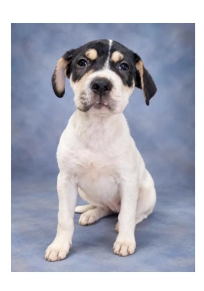 A baby large-sized female Tricolor (Brown, Black, & White) Labrador Retriever dog named Jolene for adoption in Mooresville, NC