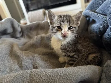 A baby small-sized male Domestic Short Hair cat named Spaghetti for adoption in Cumming, GA