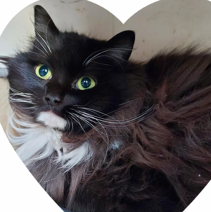 A young small-sized female Domestic Long Hair cat named Lois for adoption in Sterling, MA