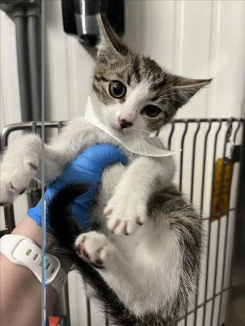 A baby small-sized male Brown / Chocolate Domestic Short Hair cat named Cody for adoption in Woodland, CA