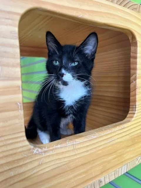 A young small-sized male Black & White / Tuxedo Domestic Short Hair cat named Appa for adoption in Tyler, TX