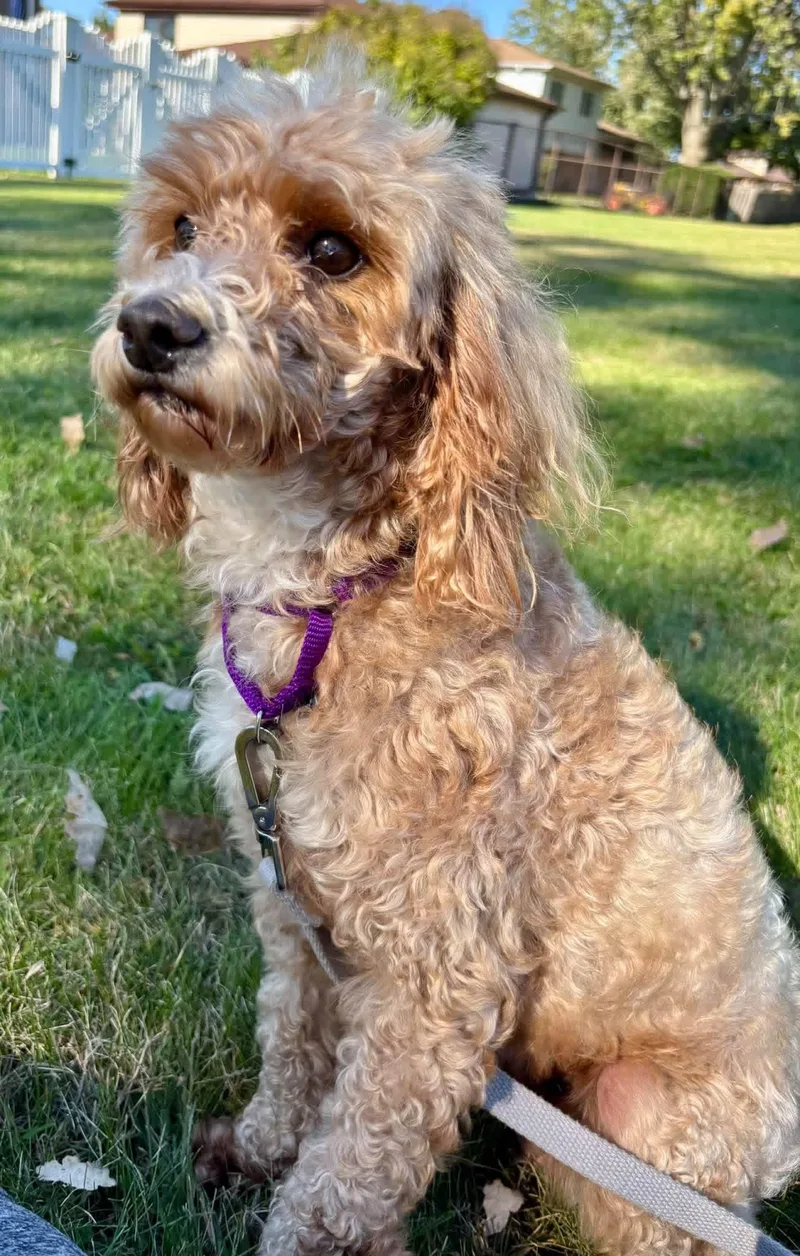 An adult small-sized female White / Cream Goldendoodle dog named Lolo for adoption in Orland Park, IL