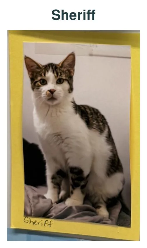 An adult large-sized male Tabby (Brown / Chocolate) Domestic Medium Hair cat named Sheriff for adoption in Richland Center, WI