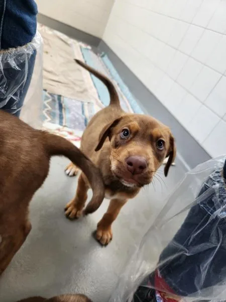 A baby small-sized female Vizsla dog named Venus for adoption in Santa Rosa, CA