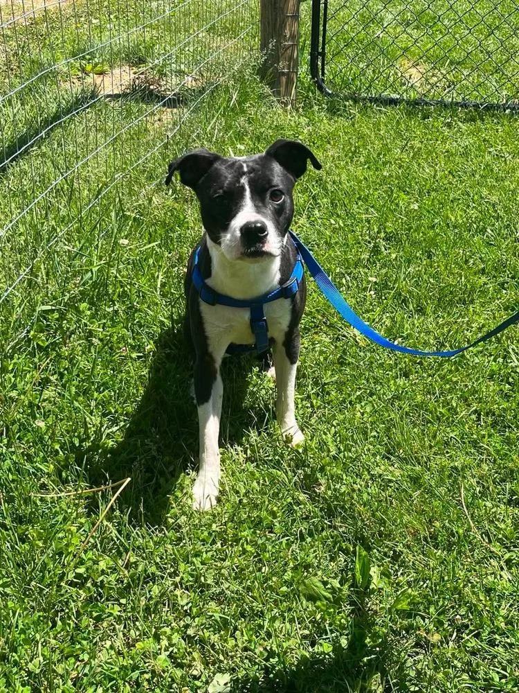 An adult small-sized male Tricolor (Brown, Black, & White) Boston Terrier dog named Jimmy for adoption in Osgood, IN