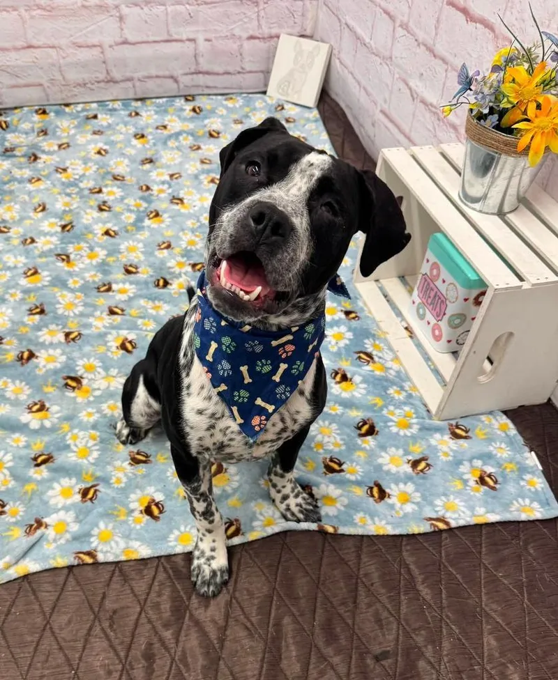 A young medium-sized male Mixed Breed dog named Mushu for adoption in Detroit, MI