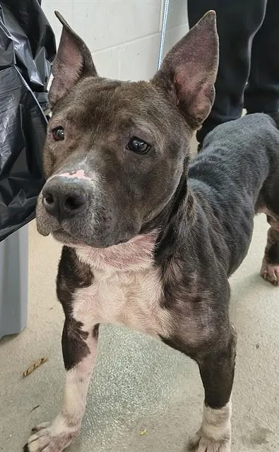 A young large-sized female Mixed Breed dog named Missy for adoption in Haw River, NC