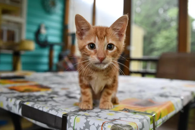 A baby medium-sized male Orange / Red Domestic Short Hair cat named Cattain America for adoption in Hermitage, PA