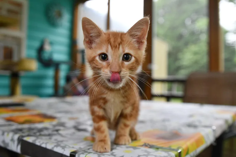 Cattain America thumbnail 2