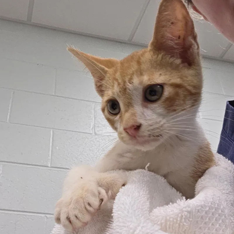A baby small-sized male Orange / Red Domestic Short Hair cat named Remmy for adoption in Chattanooga, TN
