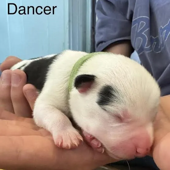 A baby small-sized female White / Cream Australian Cattle Dog / Blue Heeler named Dancer for adoption in Lynchburg, VA