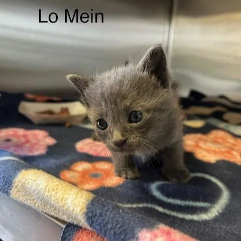A baby small-sized female Gray / Blue / Silver Domestic Short Hair cat named Lo Mein for adoption in Knoxville, TN