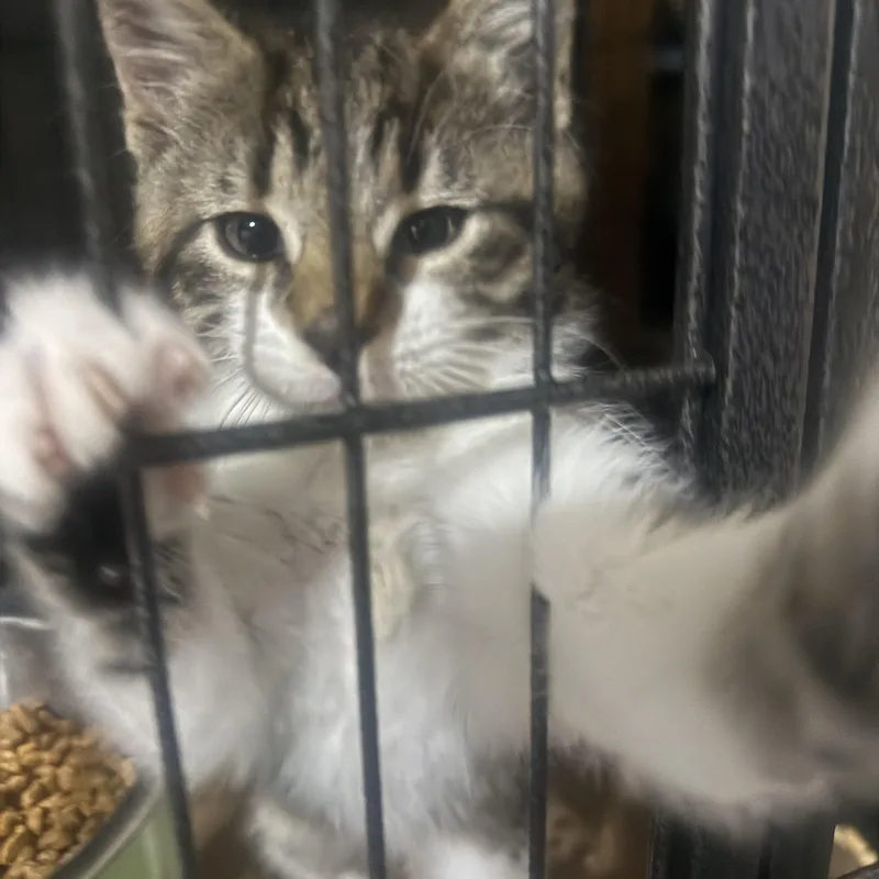 A baby small-sized female American Shorthair cat named Mercedes for adoption in North Chesterfield, VA