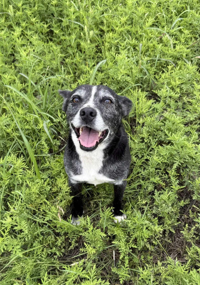 An adult small-sized male Black Schipperke dog named Lincoln Biscuit for adoption in Anaheim, CA